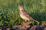 Crested Lark