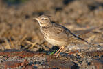 Crested Lark