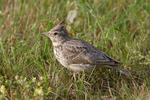 Crested Lark