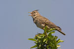 Crested Lark