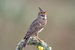 Crested Lark