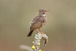 Crested Lark