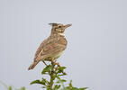 Crested Lark