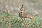 Crested Lark