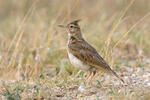 Crested Lark