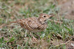 Crested Lark