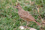 Crested Lark