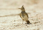 Crested Lark