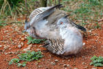 Crested pigeon