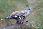 Crested pigeon