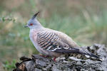 Crested pigeon