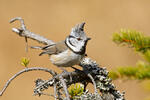 Crested Tit