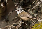 Crested Tit