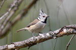 Crested Tit