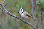 Crested Tit