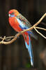 Crimson Rosella