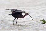 Crni ibis