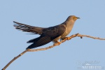 Cuckoo