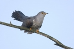 Cuckoo