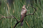 Cuckoo - female