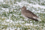 Curlew