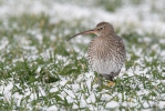 Curlew