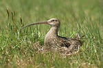 Curlew