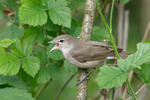 Curruca mosquitera