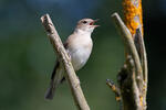 Curruca mosquitera