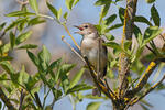 Curruca mosquitera