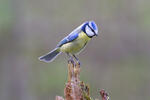 Cyanistes caeruleus