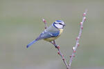 Cyanistes caeruleus