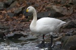 Cygne siffleur