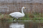 Cygne siffleur