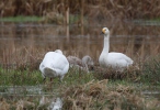 Cygne siffleur