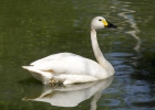 Cygne siffleur