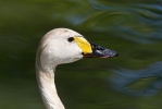 Cygne siffleur