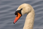 Cygne tuberculé