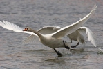 Cygne tuberculé