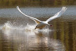 Cygne tuberculé