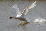 Cygne tuberculé