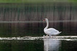 Cygne tuberculé