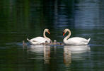 Cygne tuberculé