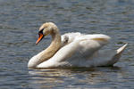 Cygne tuberculé