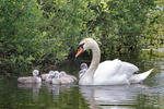 Cygne tuberculé