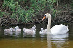 Cygne tuberculé