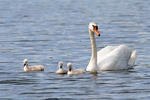 Cygne tuberculé