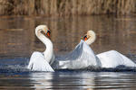 Cygne tuberculé