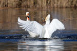 Cygne tuberculé