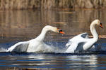 Cygne tuberculé